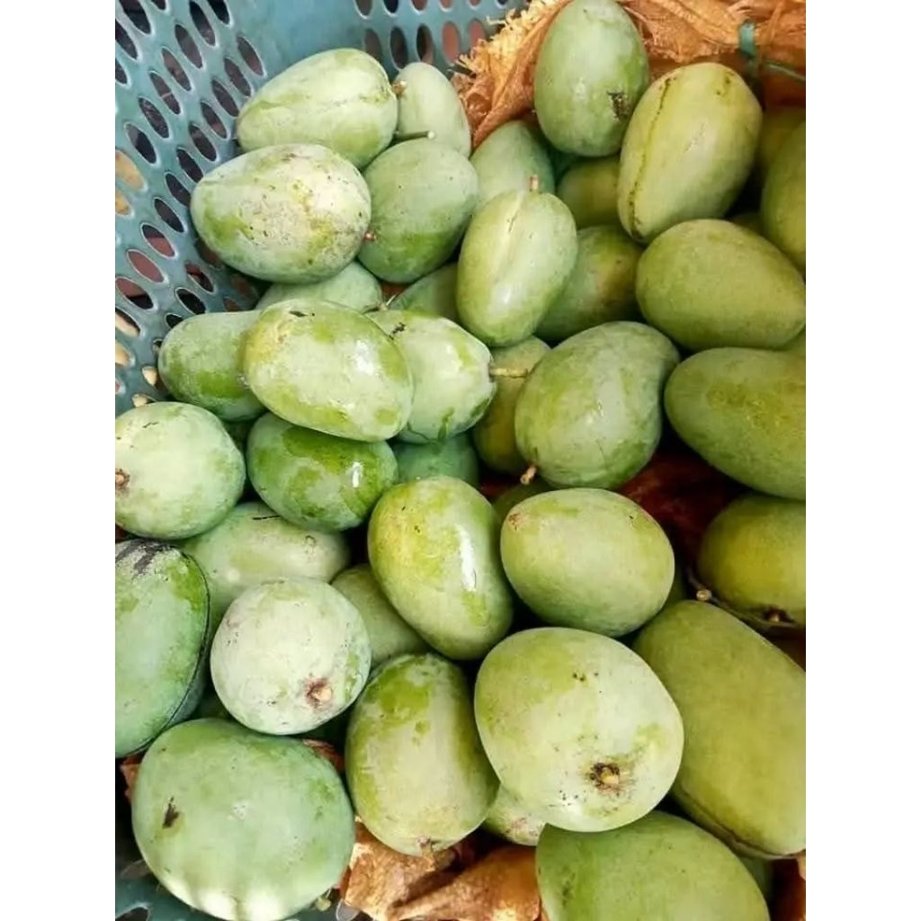 Mangga Gadung 1 kg