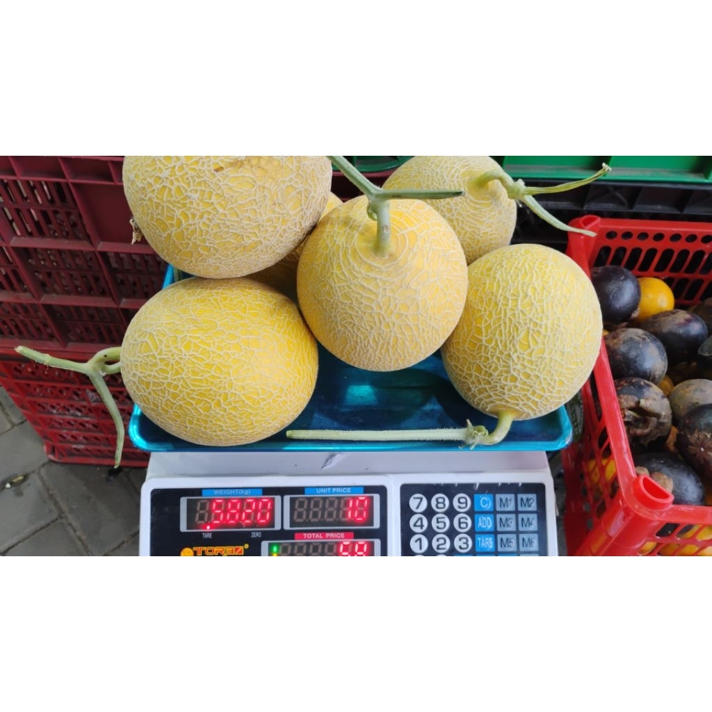 melon Intanon hidroponik 1 pcs