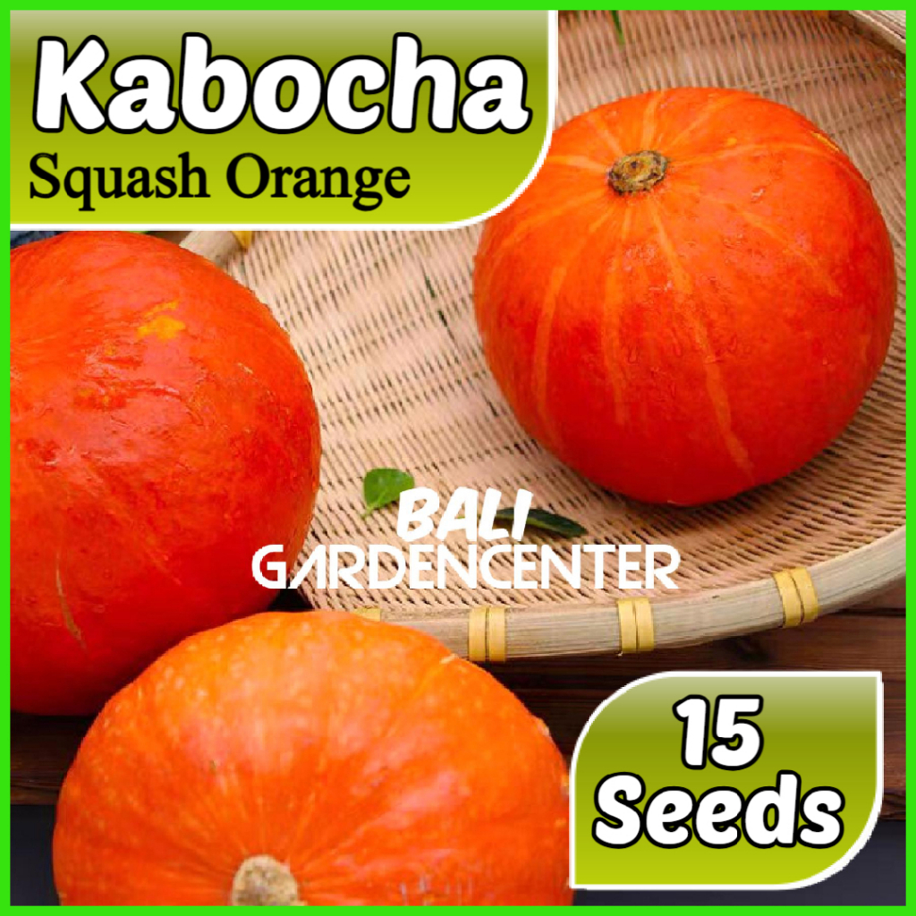 Isi 15 Benih Biji Labu Kabocha Orange - Squash Kabocha