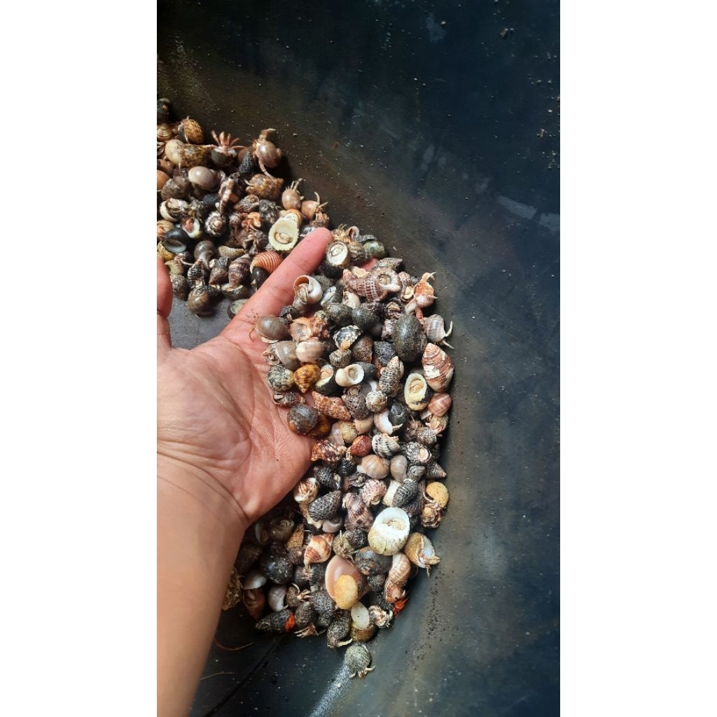 kelomang darat ukuran baby