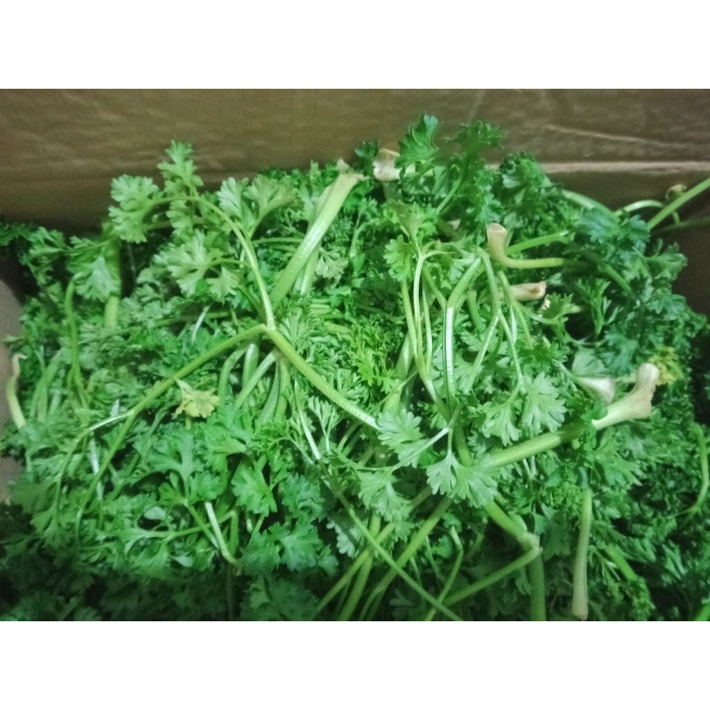 Sayur Parseli Parsley Peterseli segar