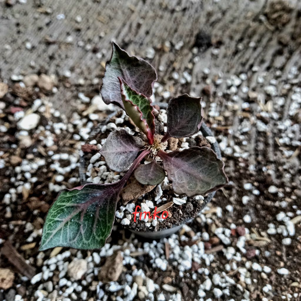 euphorbia francoisii hybrid maple leaf (27)