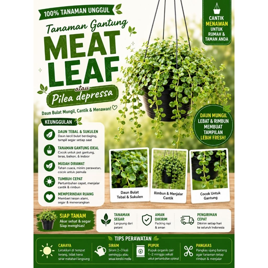 Tanaman Hias Gantung Meat Leaf Menjuntai-Sodum-Pilea Depressa-Siap pajang