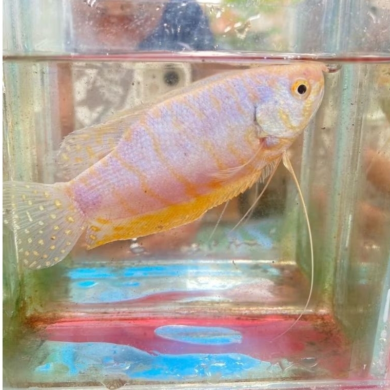 ikan sepat albino paradise penghias aquarium