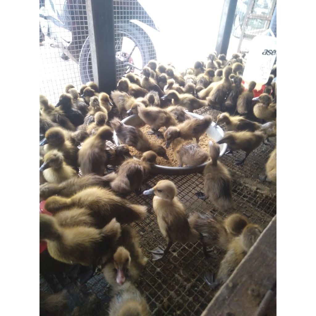 bebek jantan Lokal- bebek jawa sawah dod-jantan bebek pedaging gemuk..