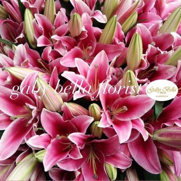 Casablanca lily fresh 1 tangkai Bunga lili asli Lily fresh kuntum bunga lily pink bunga lily putih k