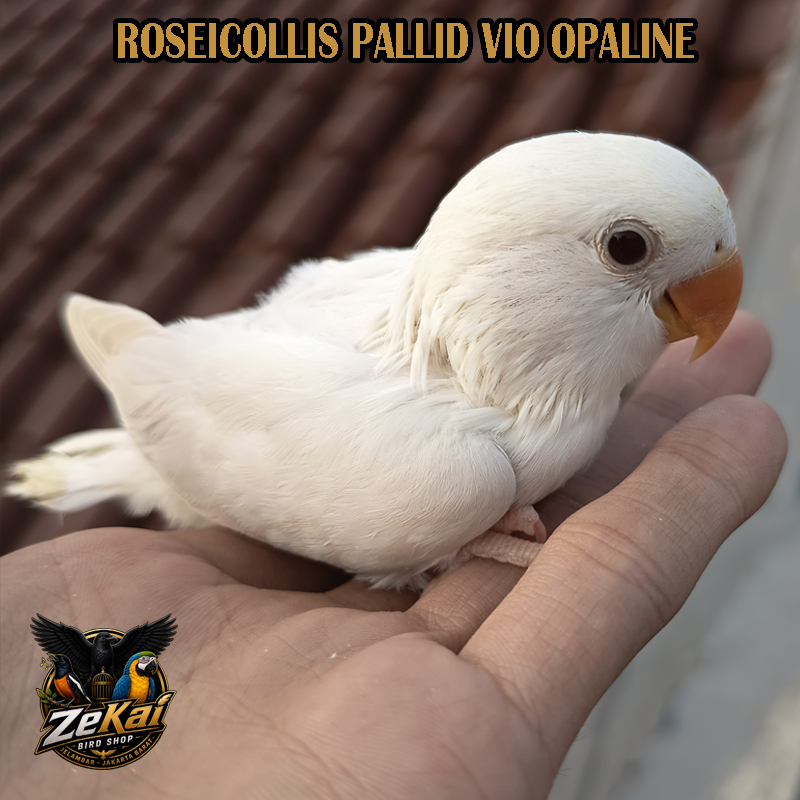 Burung Parrot Lovebird Non Klep NK Anakan Lolohan Bahan Jinak Fre Fly