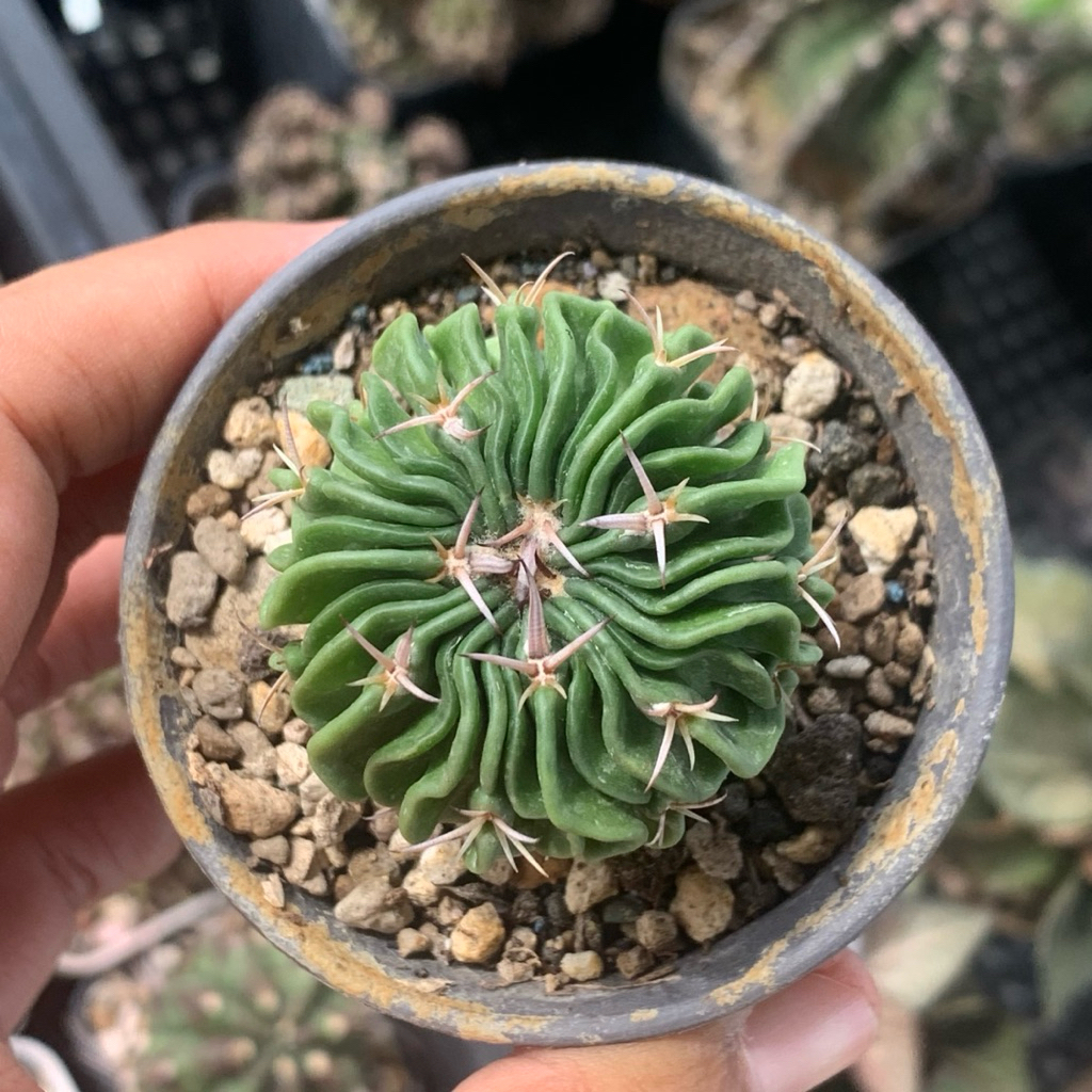 stenocactus steno cactus >>>>>>>> gymnocalycium mihanovichii miha hybrid banyak anak kaktus gymno ju