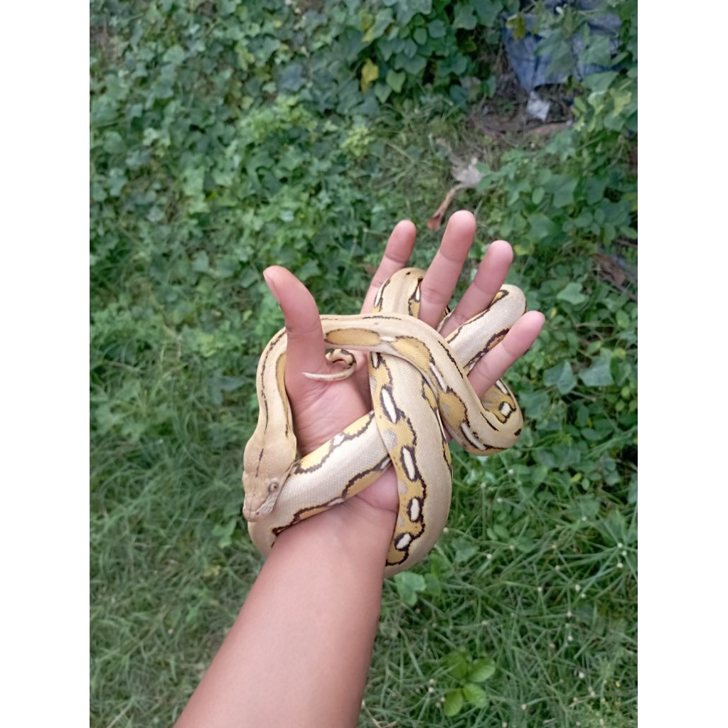 retic tiger platinum full strip (tidak berbisa)