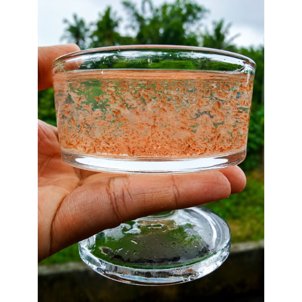 Daphnia Magna / Starter Kutu Air / Kutu Air DM / Kutu Air Raksasa / Kutu Air Pakan / Pakan Hidup Ika