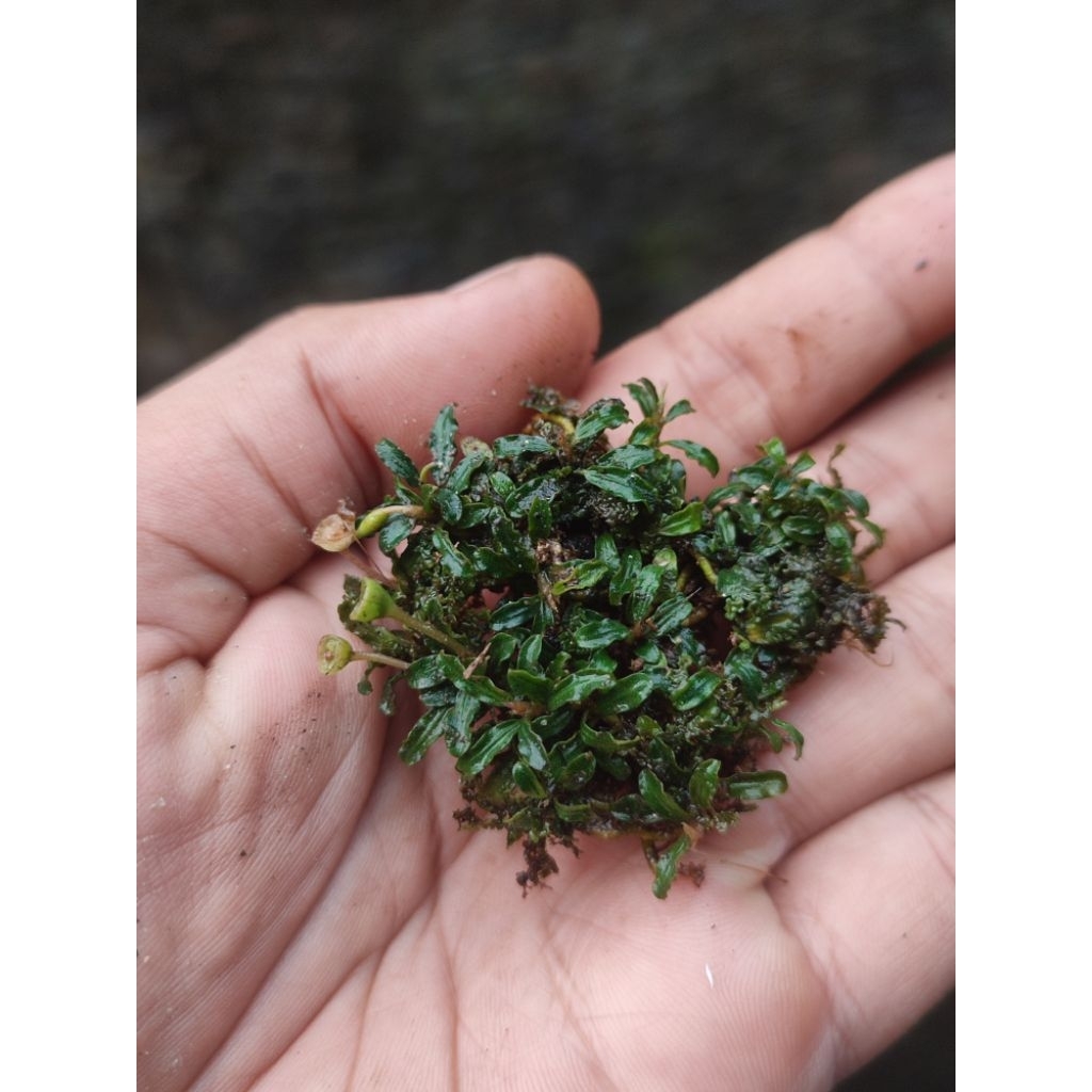 Bucephalandra super mini / tanaman aqutick