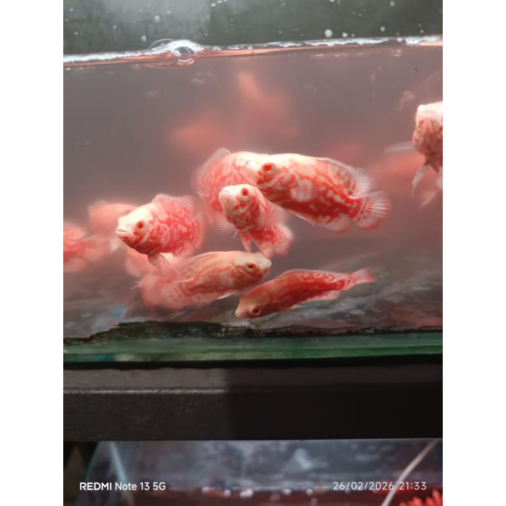 minyak oscar tiger albino