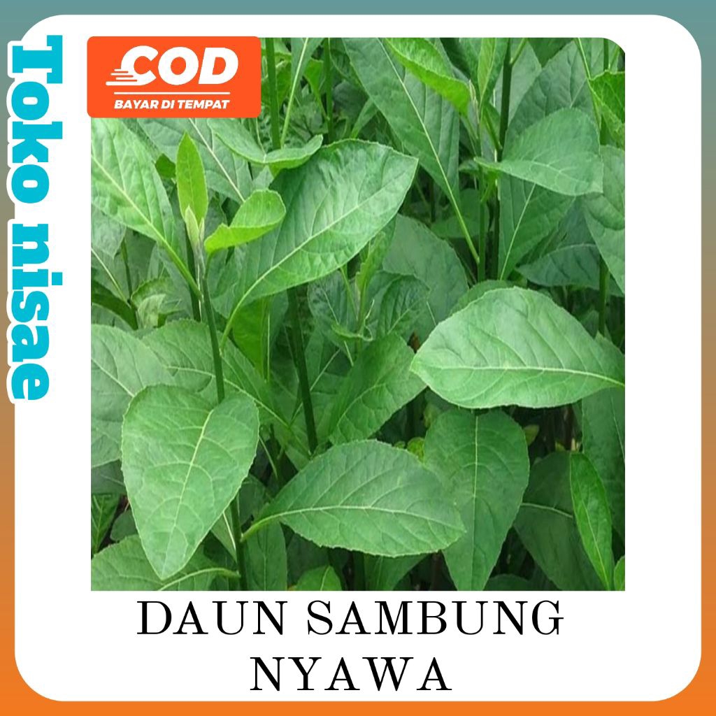 Daun herbal sambung nyawa / samber nyowo fress