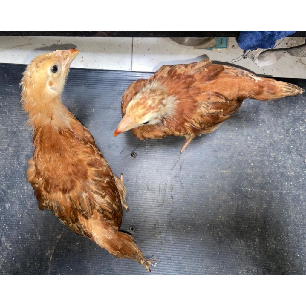 ayam petelur pullet usia 6 minggu sampai 16 minggu