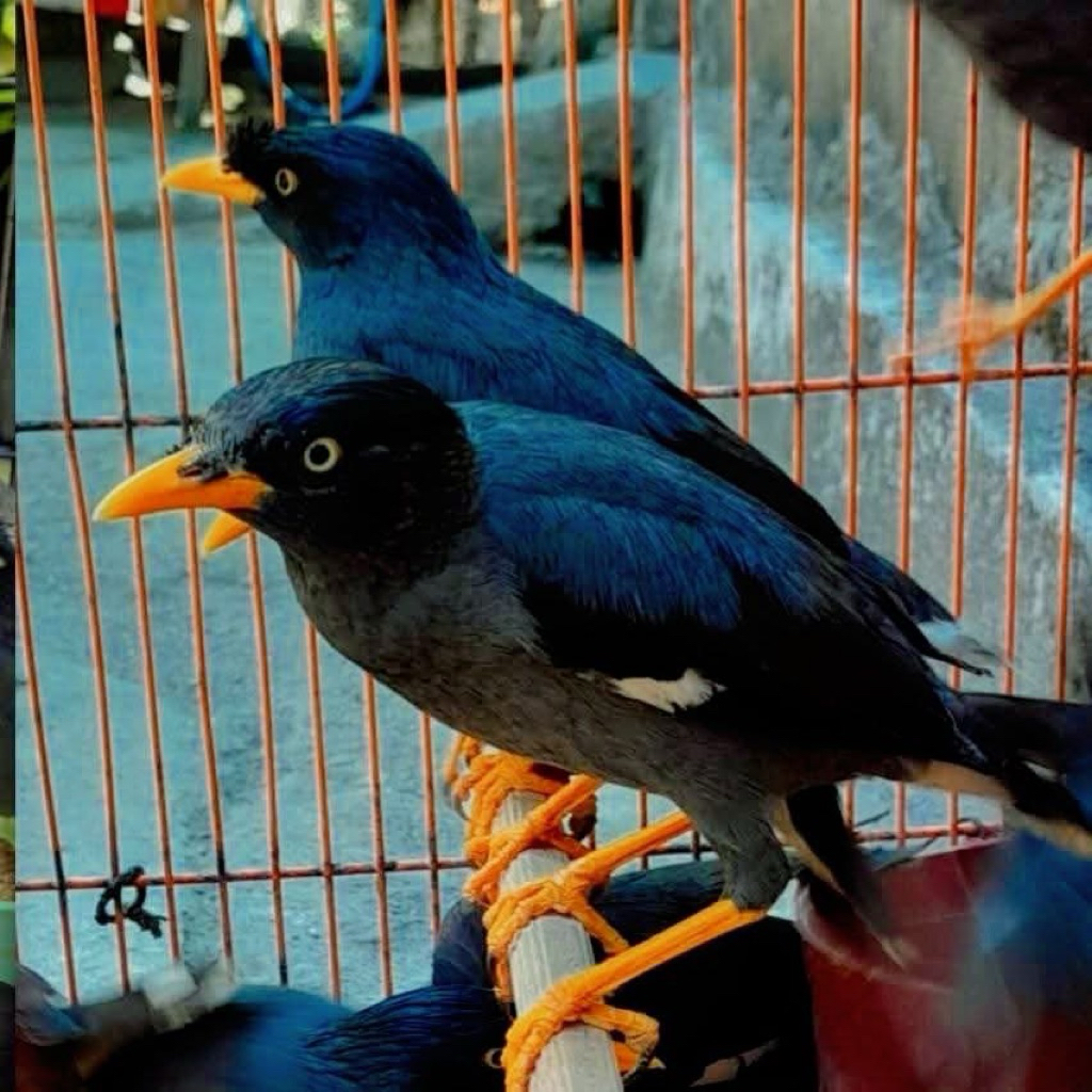 JALAK KEBO JANTAN bisa buat Alrm pagi