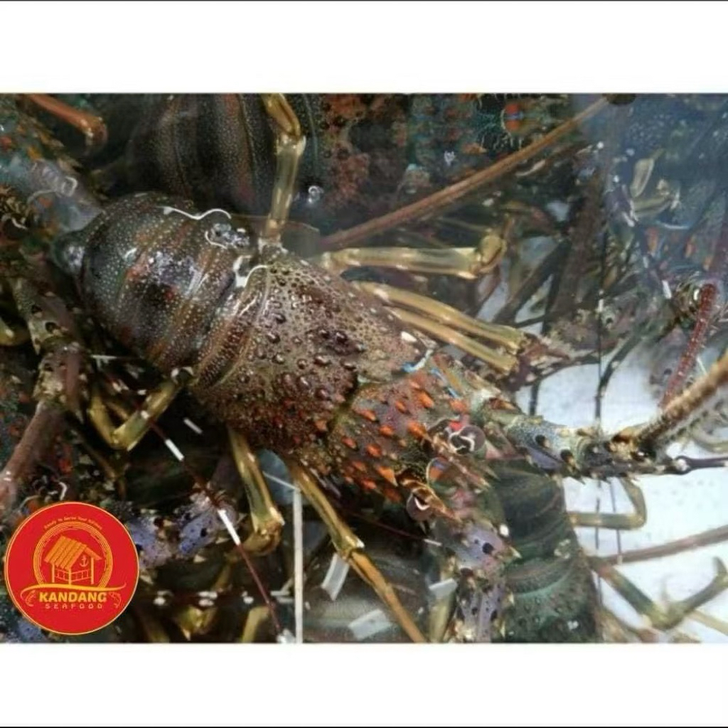 Lobster Hidup/ Lobster Live Seafood (Per 1 Kg isi 8-10 ekor)