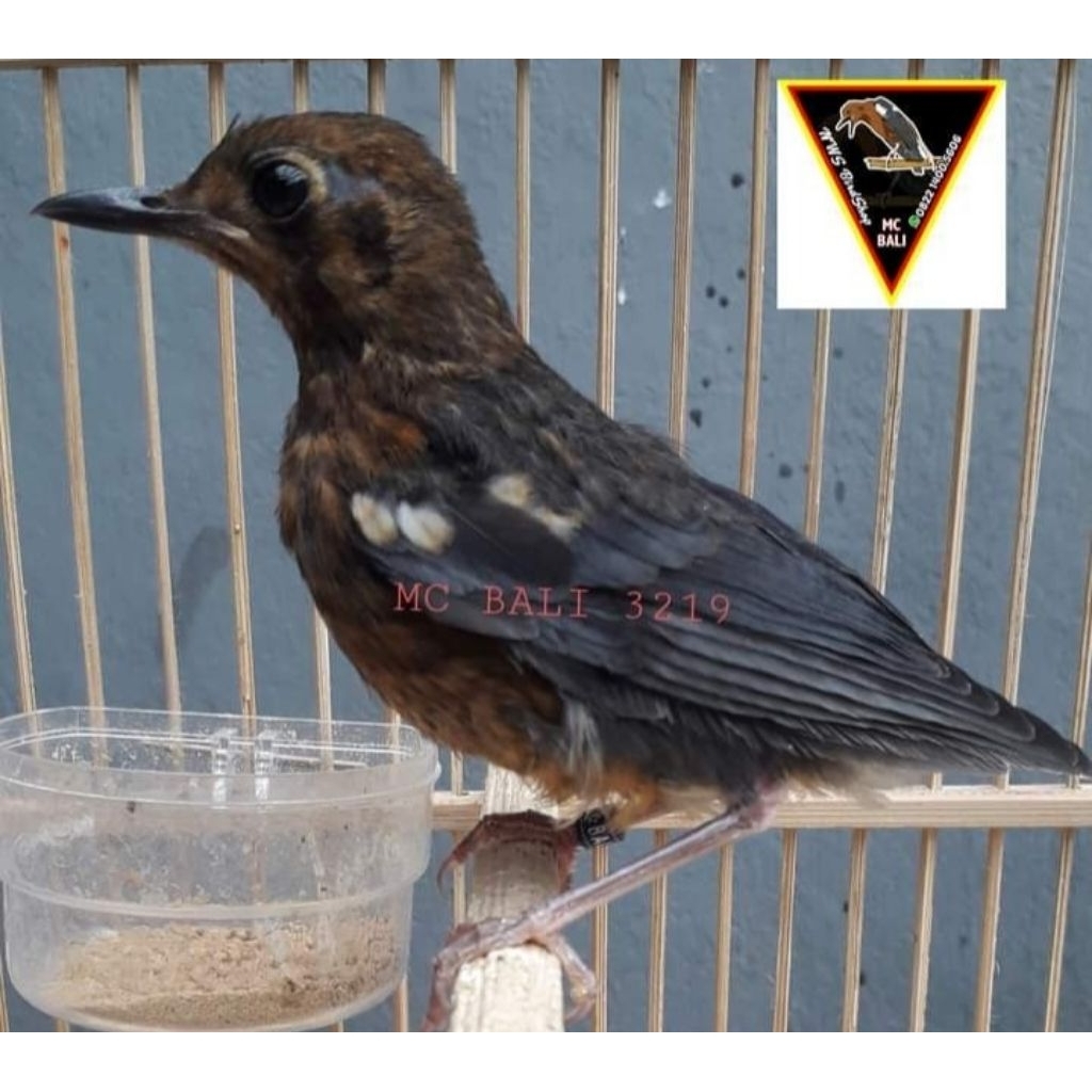 Trotolan Anis Merah Ring MC BALI Garansi Resmi Jantan & Bunyi