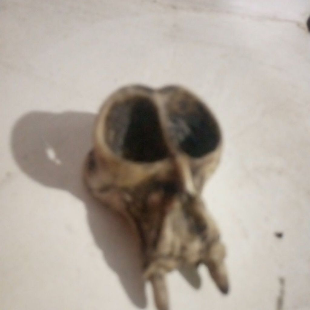 replika tengkorak kepala monyet kecil