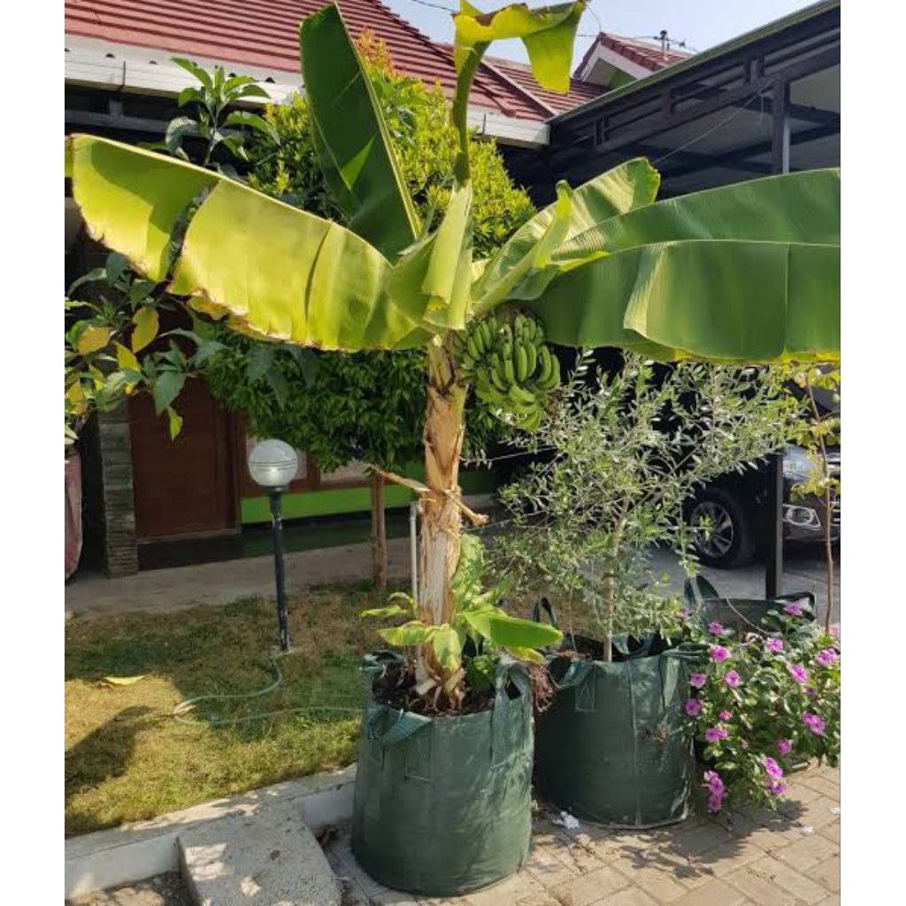bibit pisang cavendish kerdil dwarf cocok di pot tinggi 20-40 cm