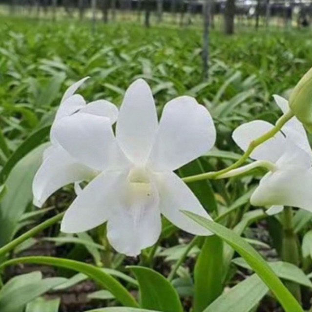 anggrek sonia white-anggrek dendrobium sonia white dewasa