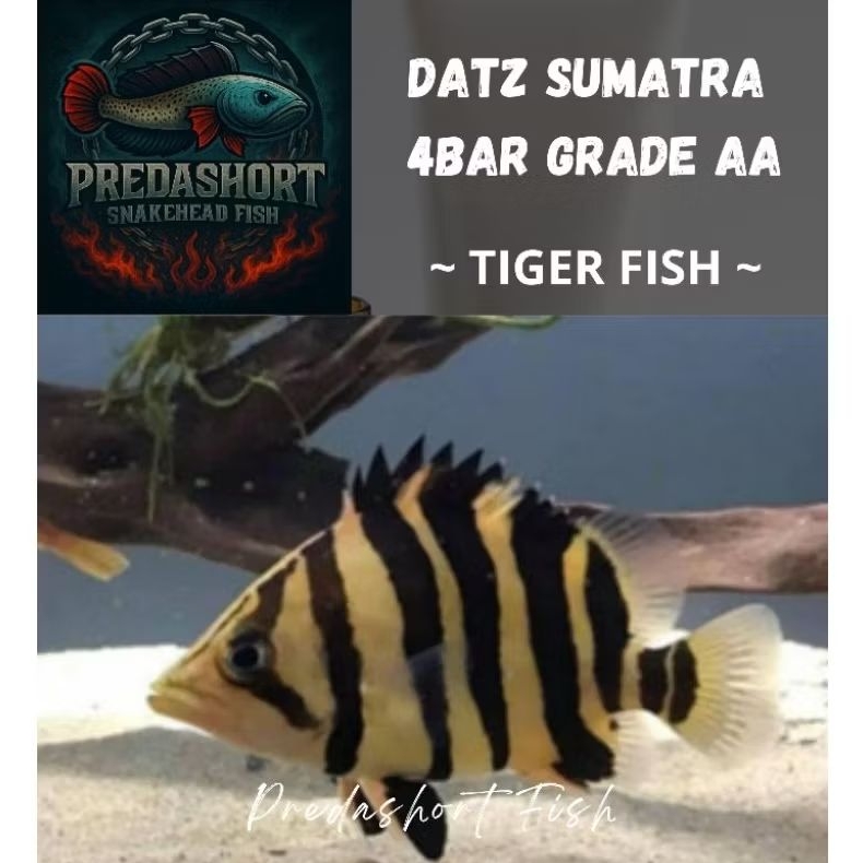 Tiger Fish Datz Sumatra 4 BAR Grade AA Cross Belly Cross Neck bergaransi