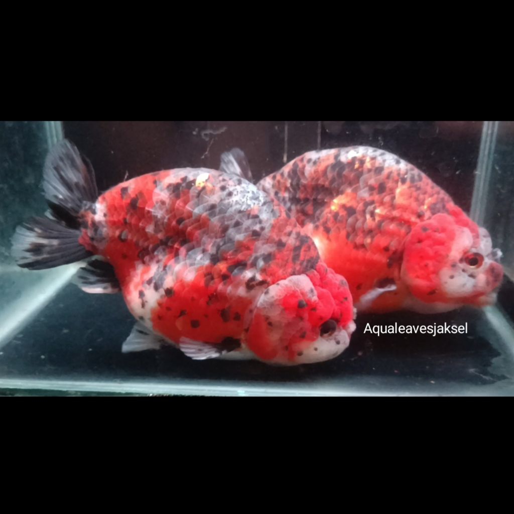 ikan koki ranchu calico gemoy top murah meriah