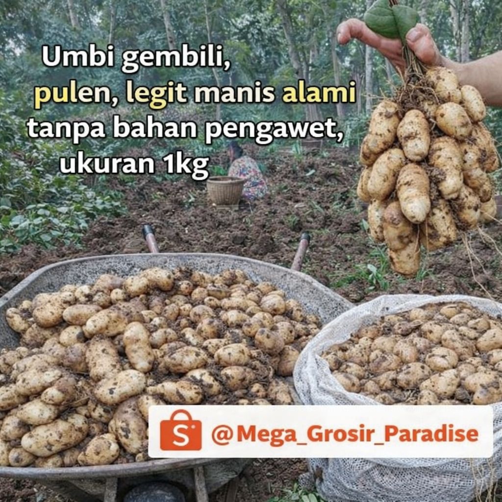Gembili / Umbi gembili mentah freess siap rebus 1kg