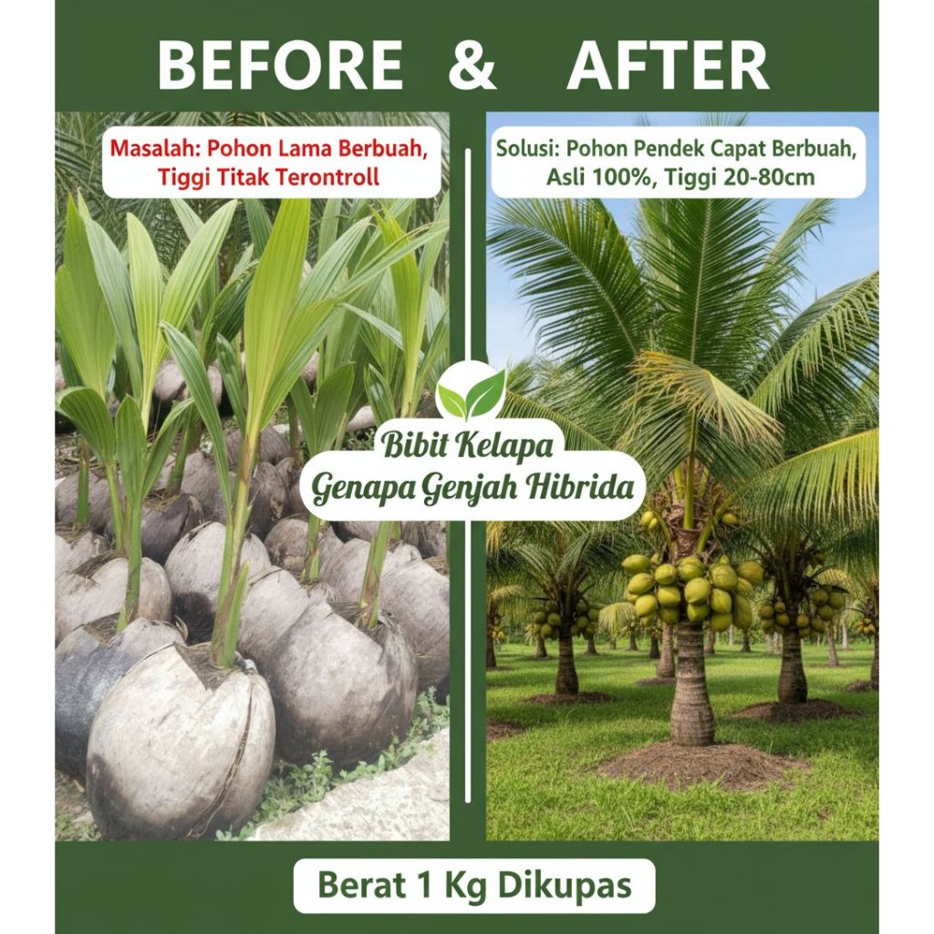 DICARI PENDERES  Bibit Buah Kelapa Hibrida F1