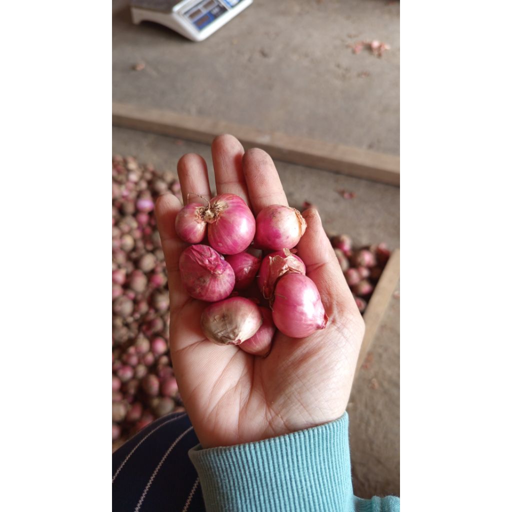 Bawang Merah Probolinggo