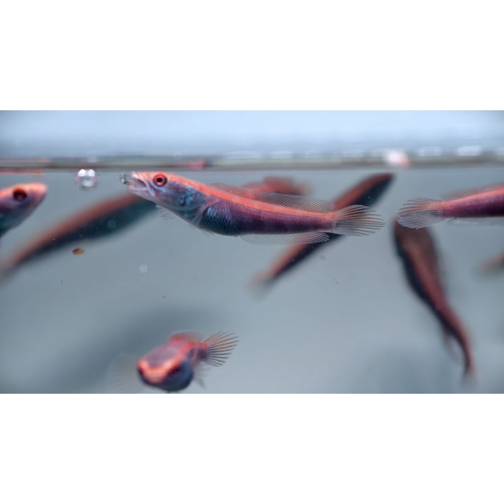 [PRODUK UNGGULAN] Patung channa  Red Barito 5-6 cm Ombyokan Bar Tegas, cocok untuk progresan