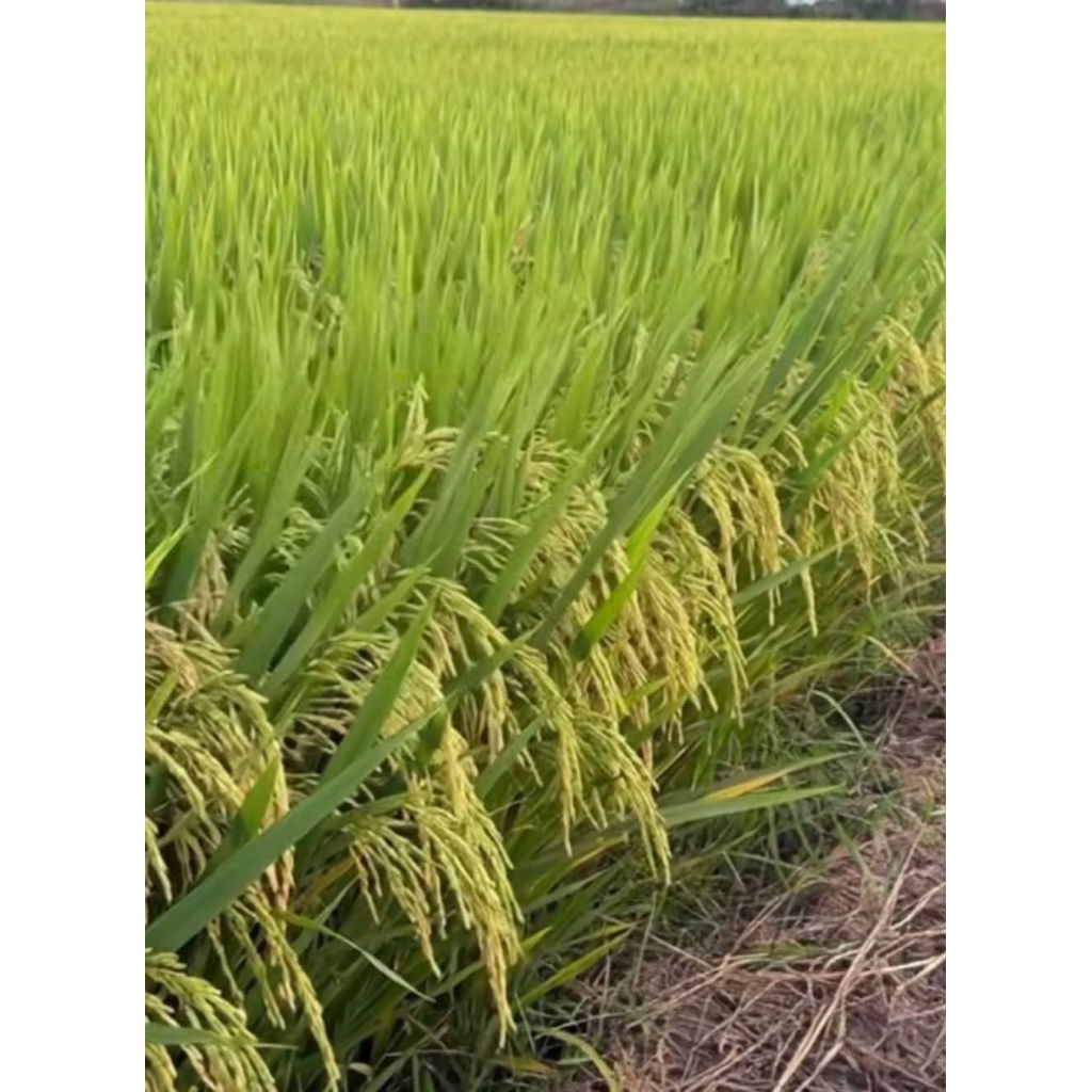 INPARI 32PRO BERKUALITAS 1KG