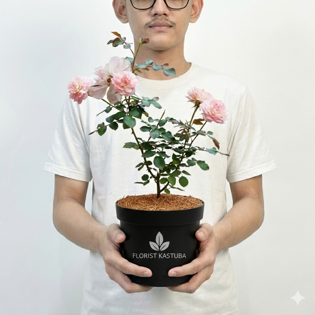 Tanaman Hidup Bunga Mawar Import Rosario Wangi Harum 20-30cm - Florist Kastuba