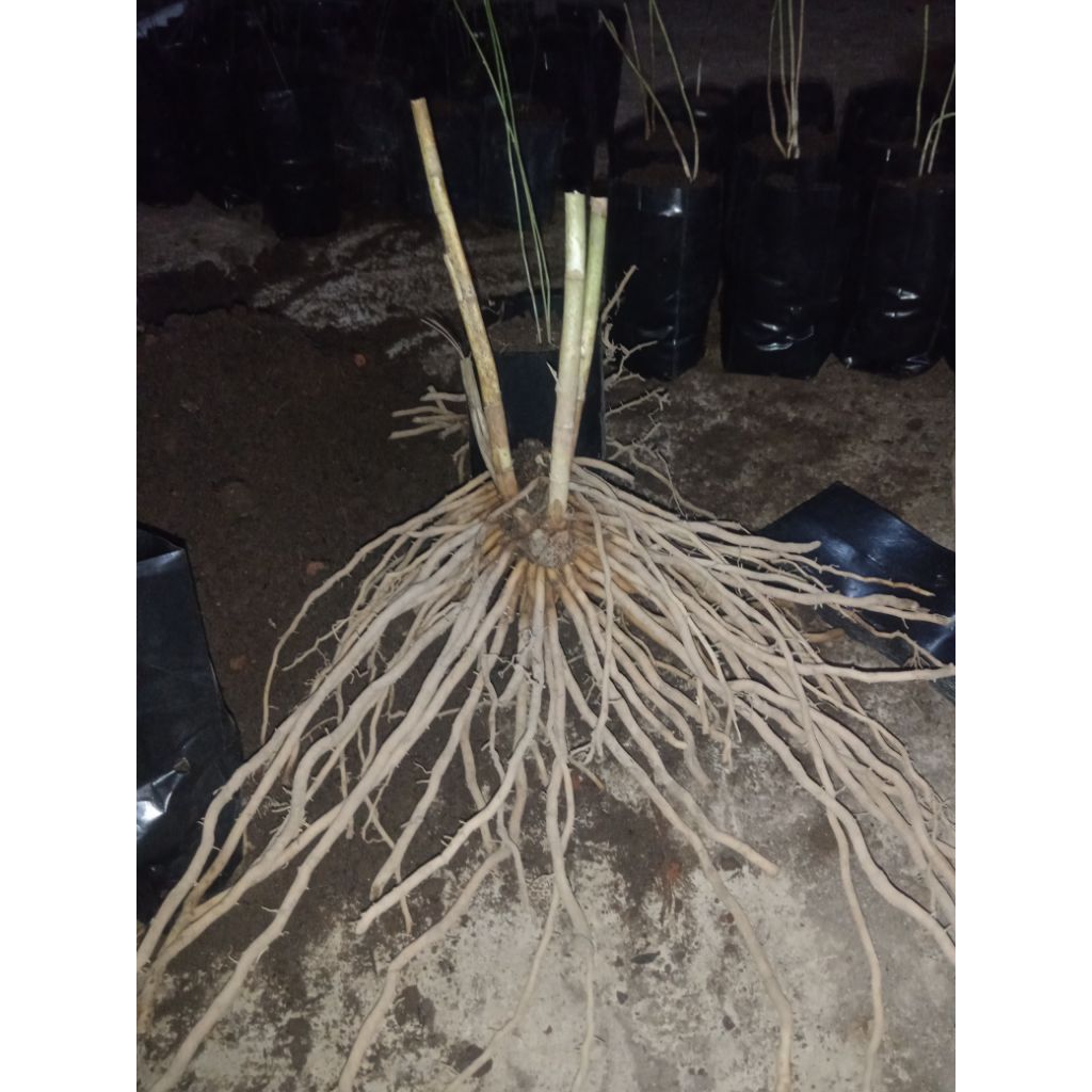 Bibit Bonggol tanaman asparagus usia -+2tahun lebih