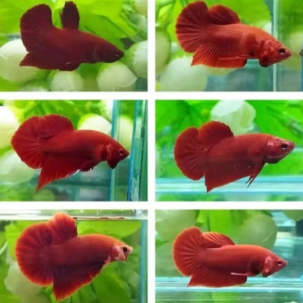 IKAN HIAS CUPANG PLAKAT SUPER RED RANDOM SIZE +-4 CM [BISA PILIH JANTAN/ BETINA] [ISI 3 EKOR]