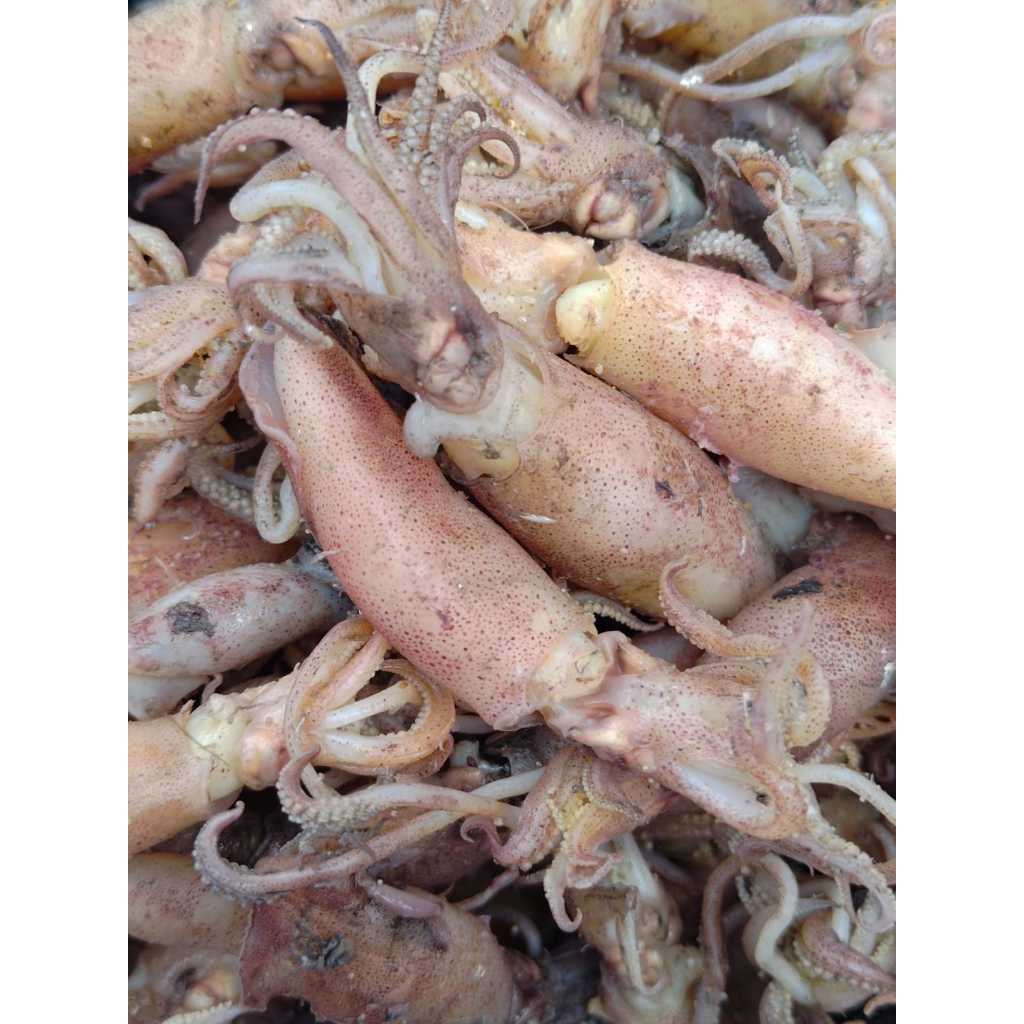 Cumi Tawar Medan Premium | Cumi Kering Kasar Gurih | Cumi Asin Medan Berkualitas