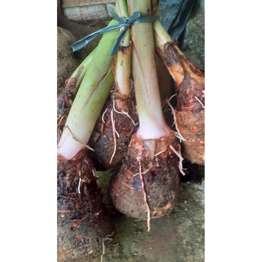 Bibit Talas Pratama.