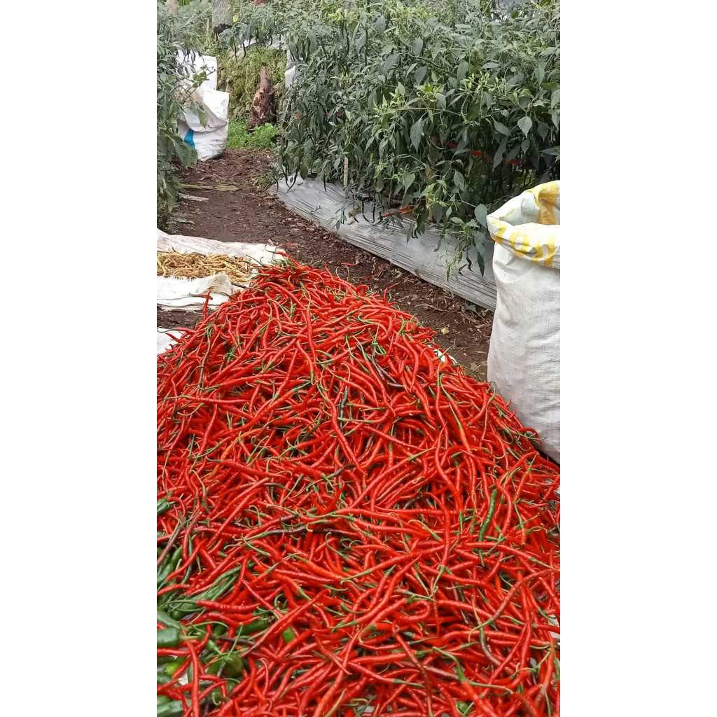 Cabe Merah Keriting 1 Kg
