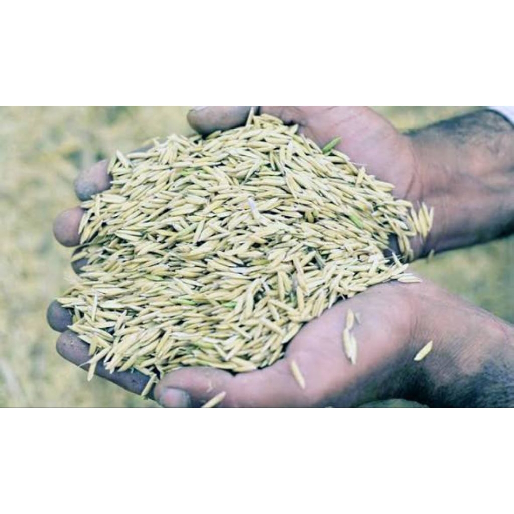 Sekam Padi / Merang 1 Karung