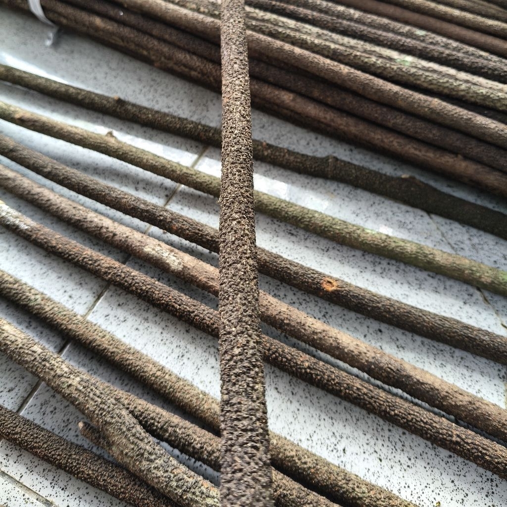 Tangkringan Asem Bali Super 1 Pasang