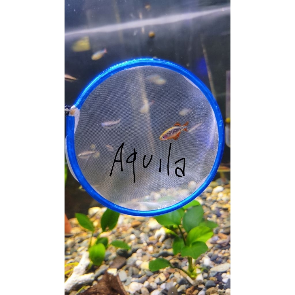 hiasan rasbora galaxy ukuran indukan (max size 2,5-3 cm)