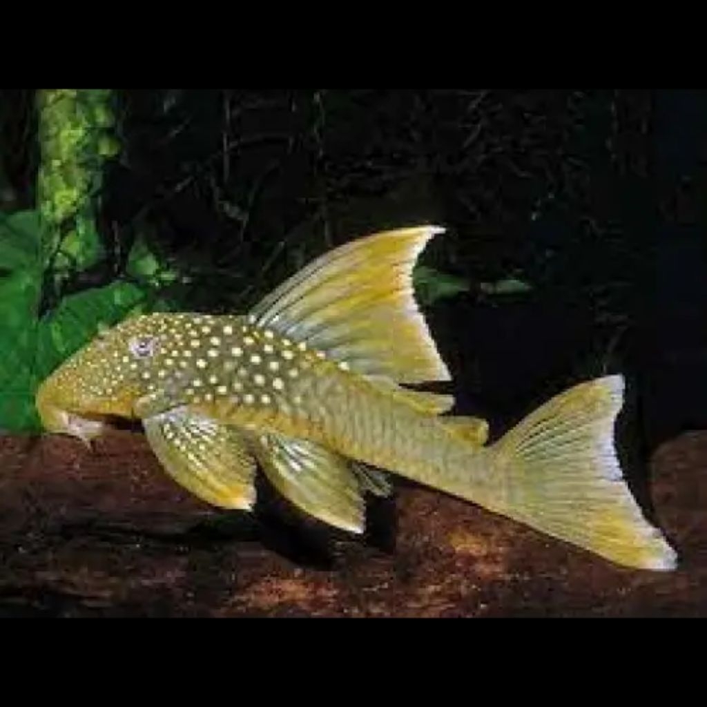 Ikan sapu-sapu pleco L200a green phantom