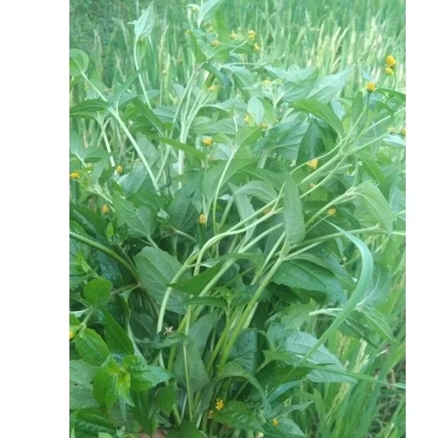 jotang segar 250grm