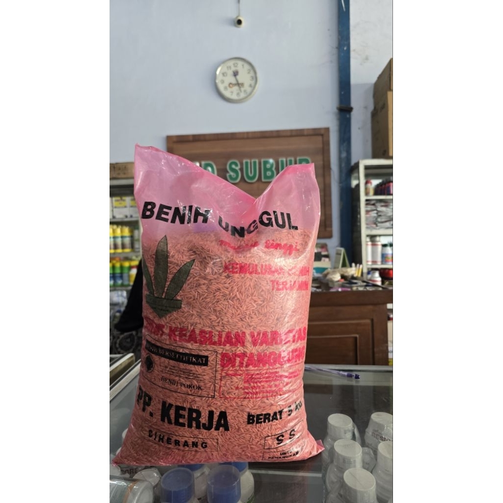 BENIH PADI UNGGUL CIHERANG BIASA PP. KERJA SS BOYOLALI (Berat bersih: 5kg)