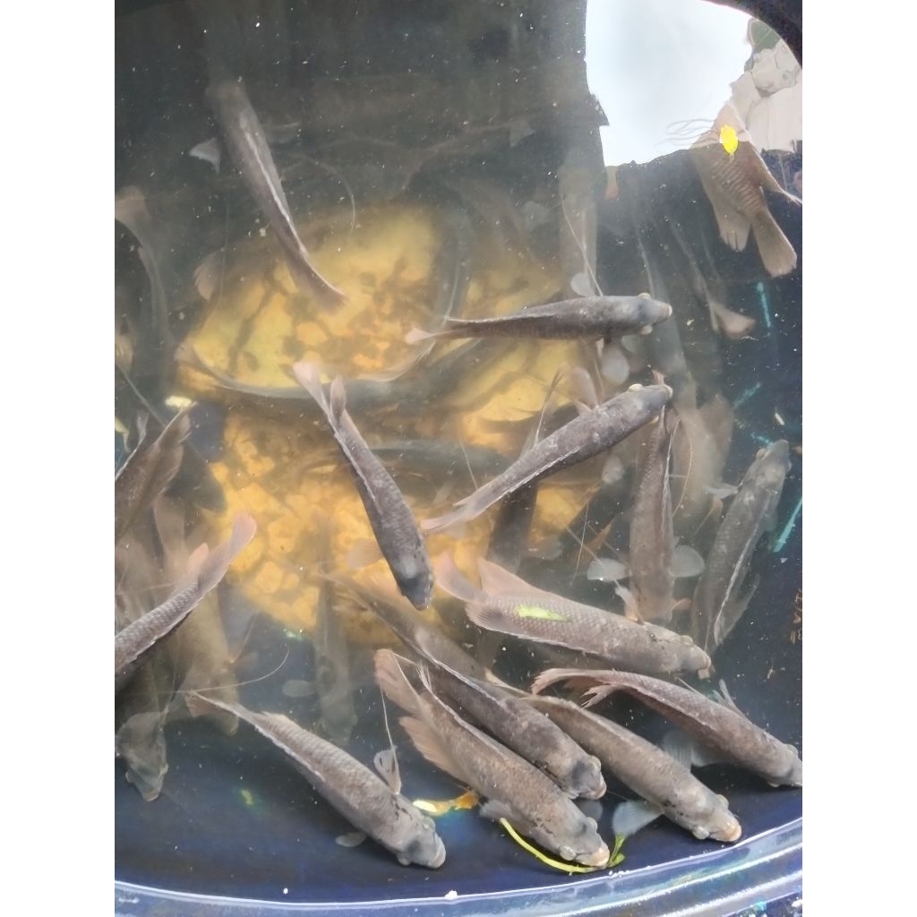 IKAN GURAME HIDUP 1 KG ISI 4,5,6 EKOR