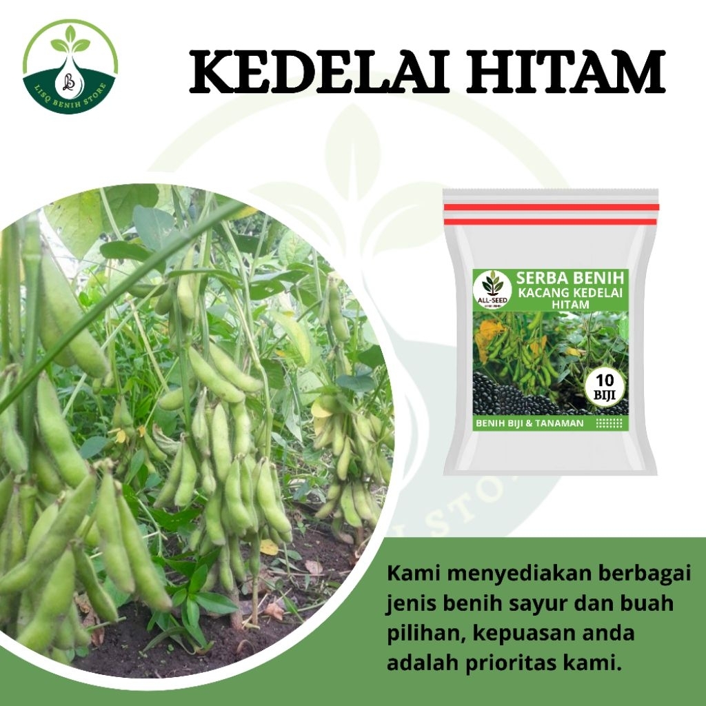{ 10 BIJI } Benih kacang kedelai hitam / bibit kedelai hitam /kedelai hitam untuk kecap / benih kede