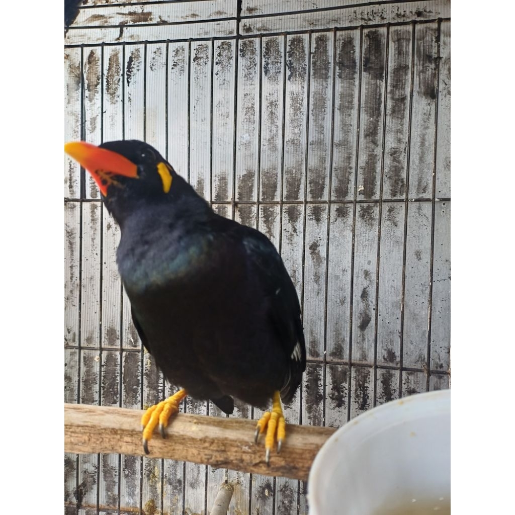 burung beo jinak bisa ngomong