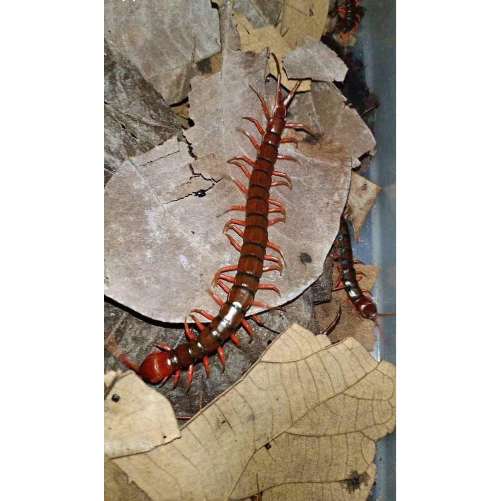 Paket Hemat 20ekor ukuran Sedang 9-11cm Kelabang Lipan Merah Garansi Hidup Pakan Arwana Arowana Loha