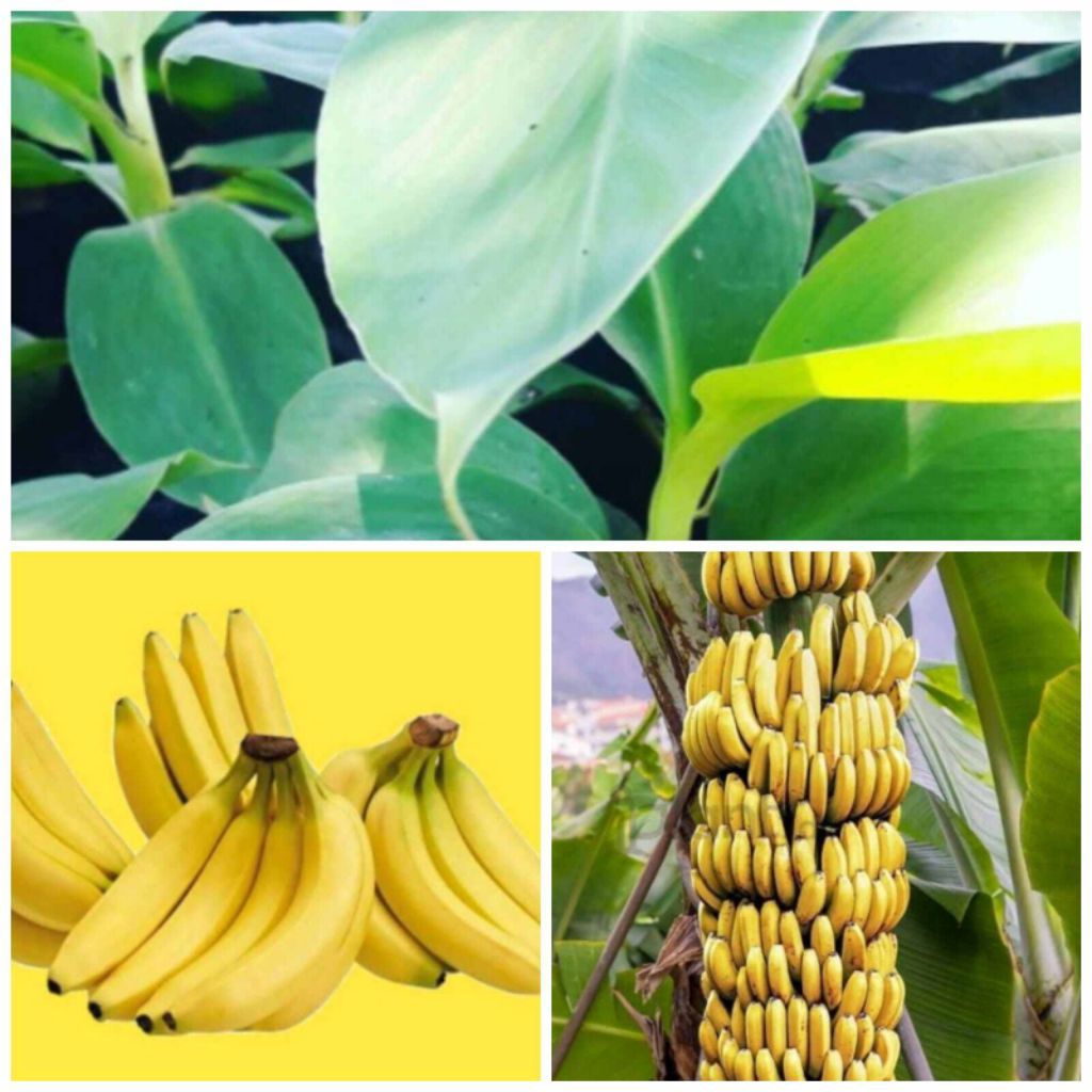 asli bibit pisang cavendish f17 bibit berkualitas siap tanam tinggi 30-50cm super unggul