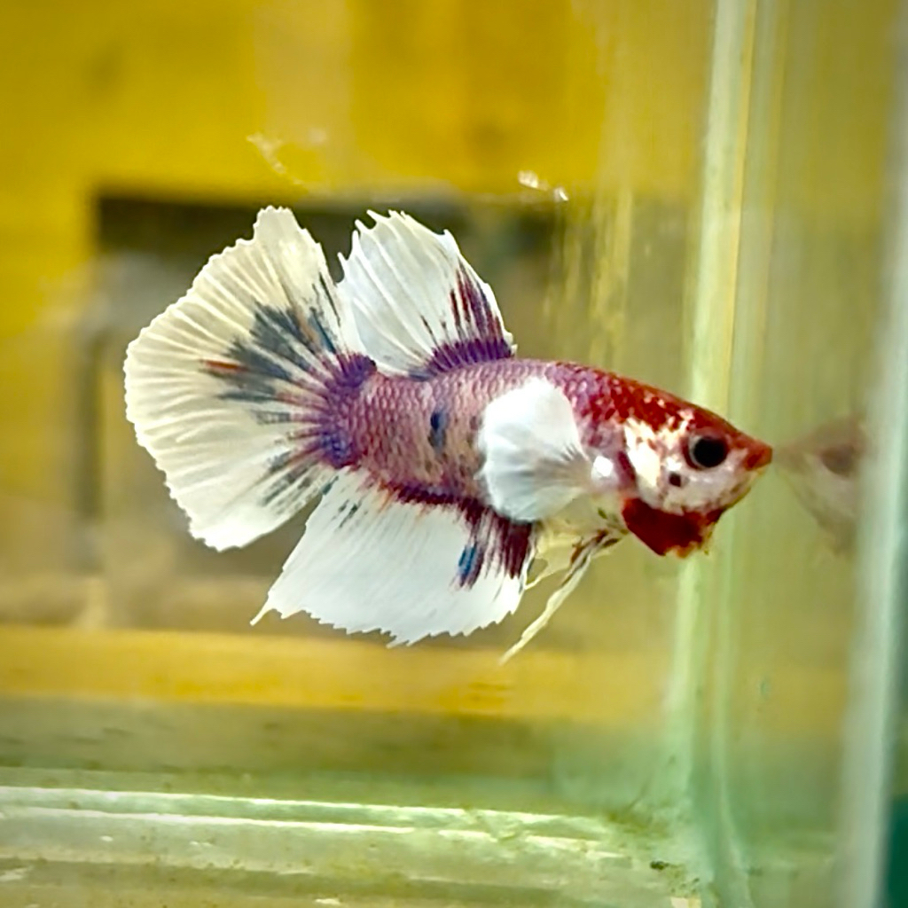 Cupang HMDE multi candy real pict