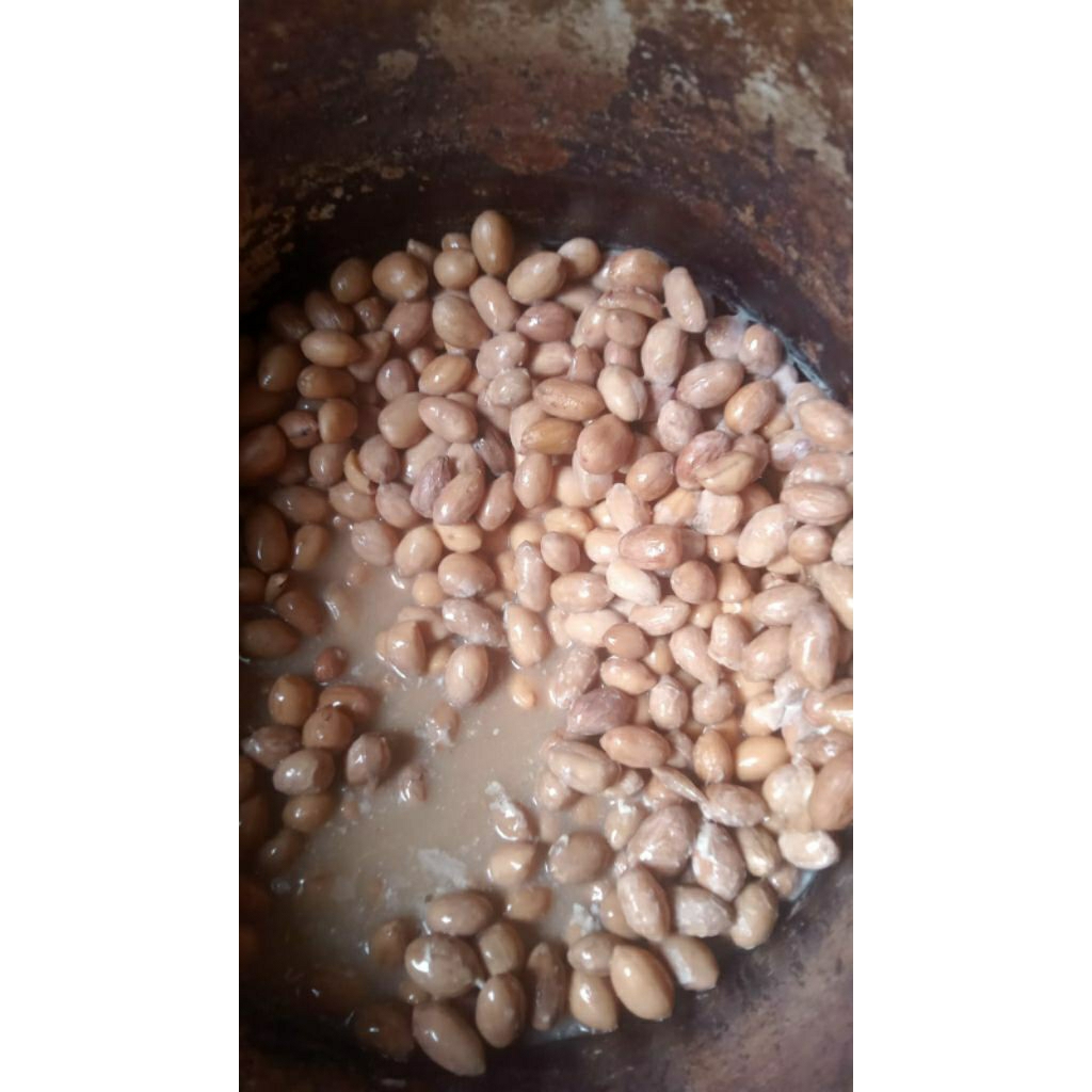 kacang presto  umpan bawal